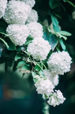 成全视频高清免费观看捉妖记动漫